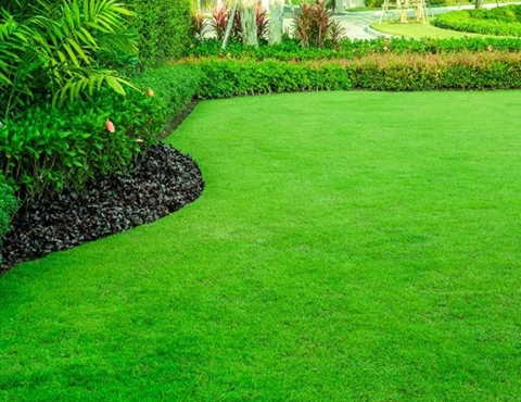 lawn